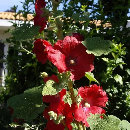 Bed & Breakfast La Maison De La Couleur
